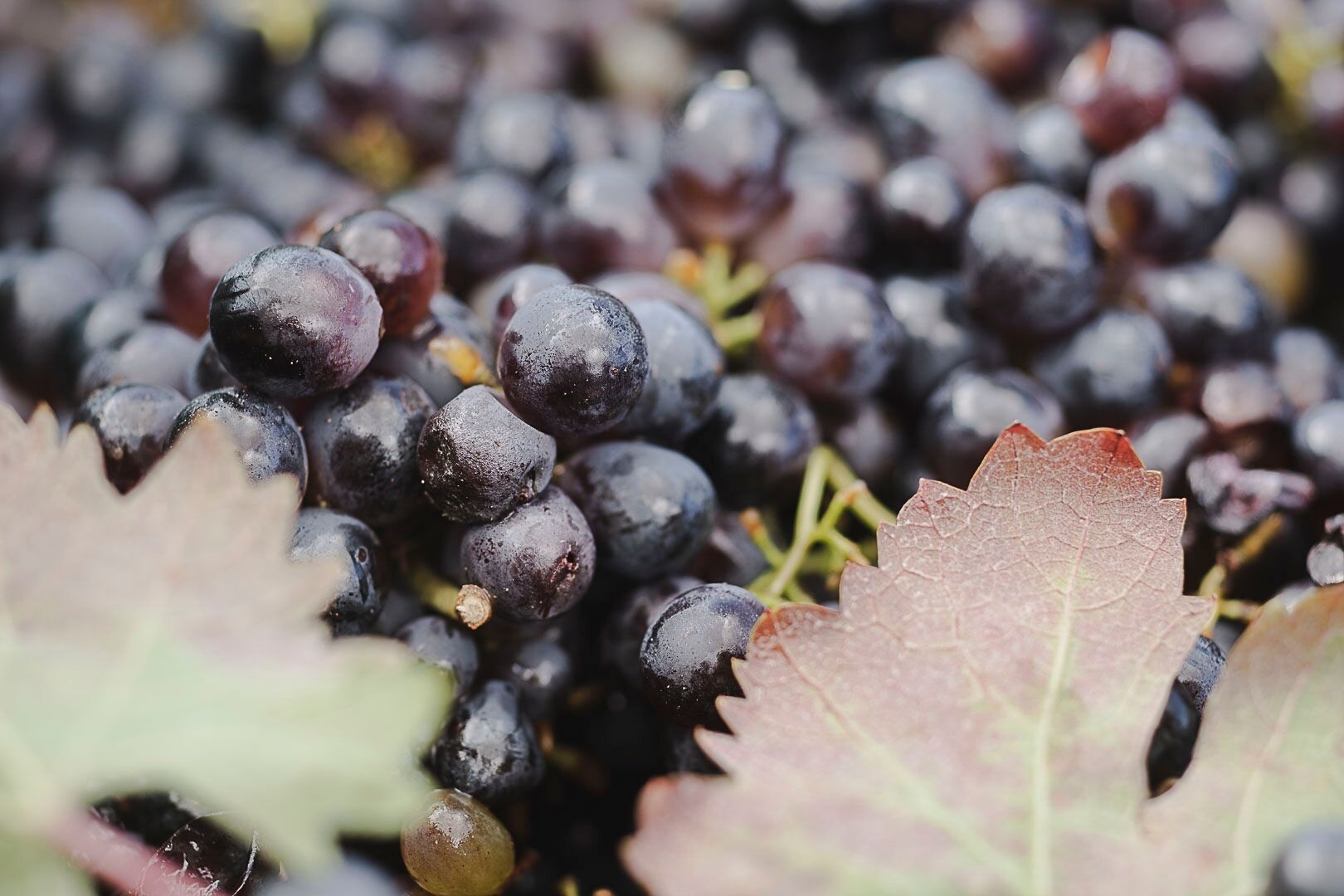 Primitivo Puglia I.G.T. Biologico Organico Passitivo Paololeo
