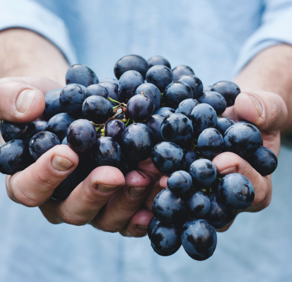 Pauillac A.O.C. Château Plantey Cru Bourgeois