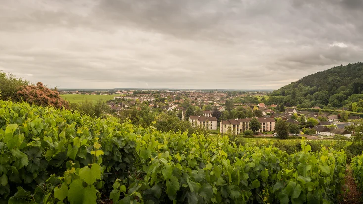 Beaune 1er Cru A.O.C. „Les Greves“ Domaine Thomas Moillard