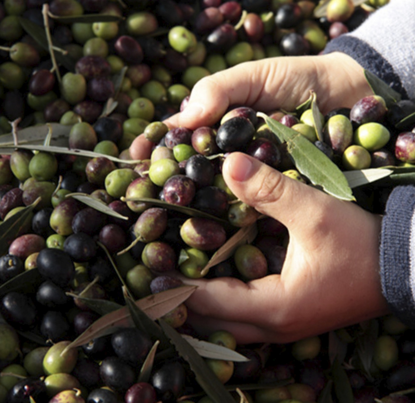 Primitivo di Manduria D.O.C. Donna Maria Cantore di Castelforte