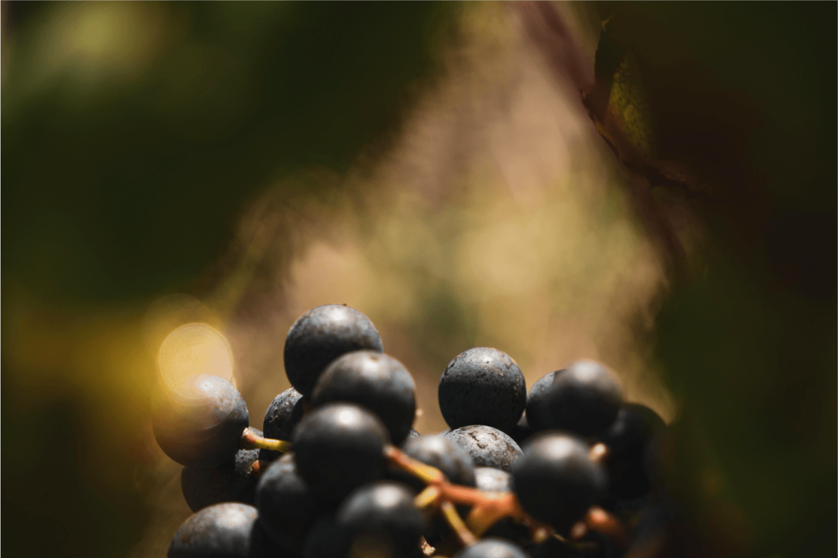 Margaux A.O.C. Château D´Issan Cru Classé v roku 1855