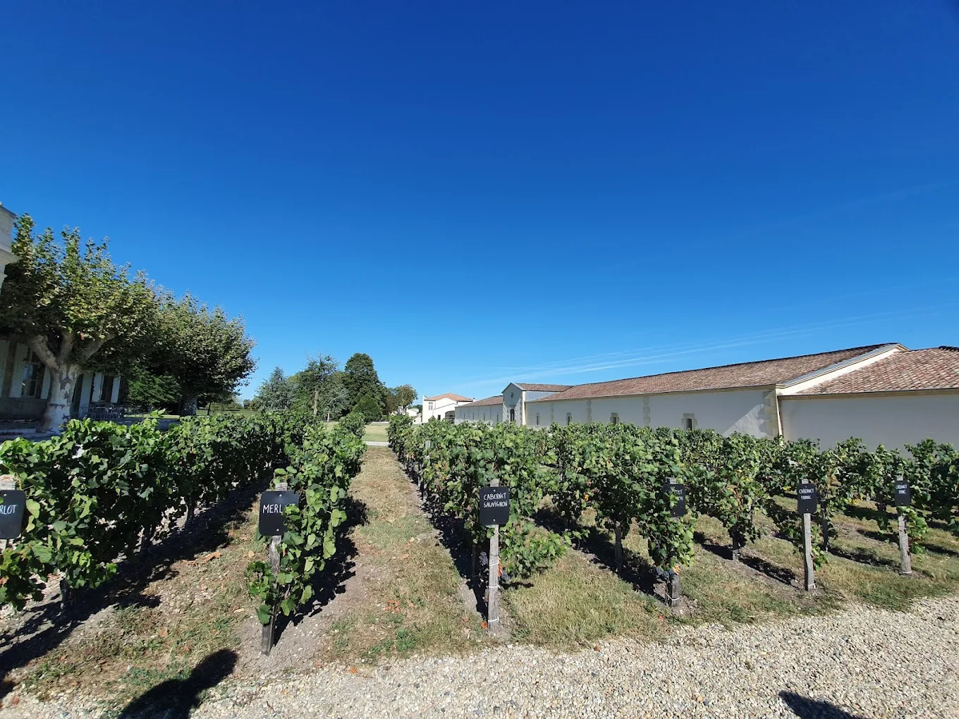 Margaux A.O.C. Chateau Lascombes Cru Classé v roku 1855