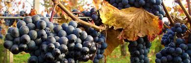 Bordeaux A.O.C. Château Loumelat Rouge Cuvée Lesgourgues