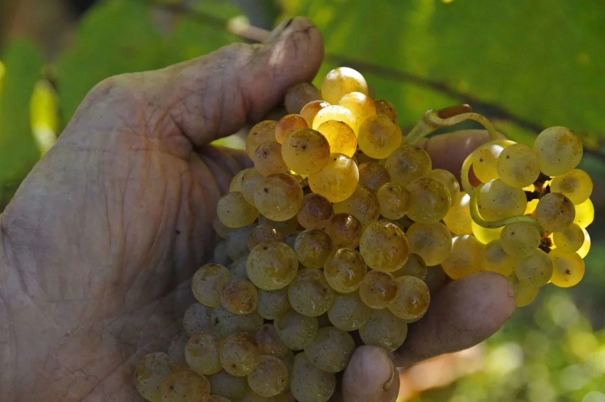Pacherenc du Vic-Bilh A.O.C. Grains De Roy