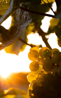 Saint Emilion Grand Cru Chateau du Val d´Or