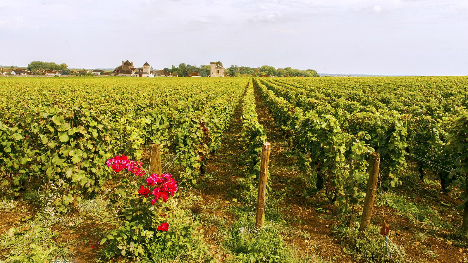 Nuits-Saint-Georges 1-er Cru A.O.C. Les St. Georges