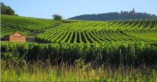 Haut Médoc A.O.C. Chateau Sociando Mallet Jean Gautreau