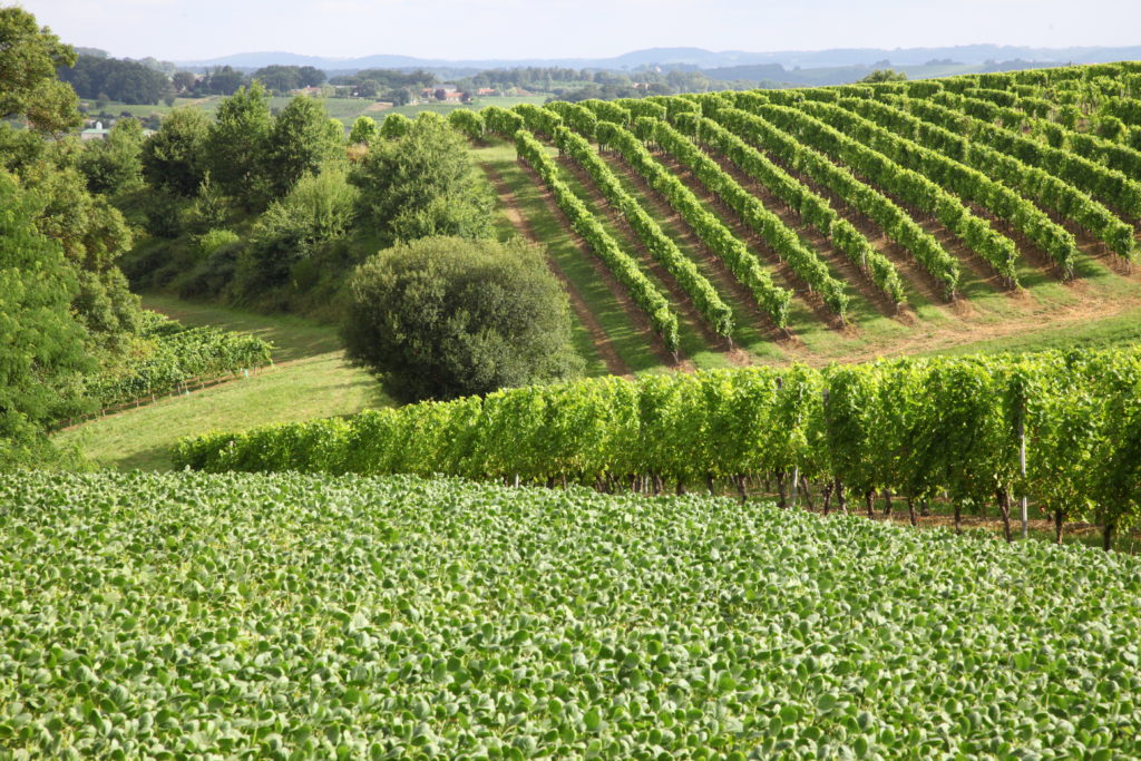 Pacherenc du Vic-Bilh A.O.C. Grains De Roy