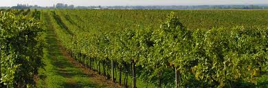 Graves A.O.C. Château Haut Selve Rouge