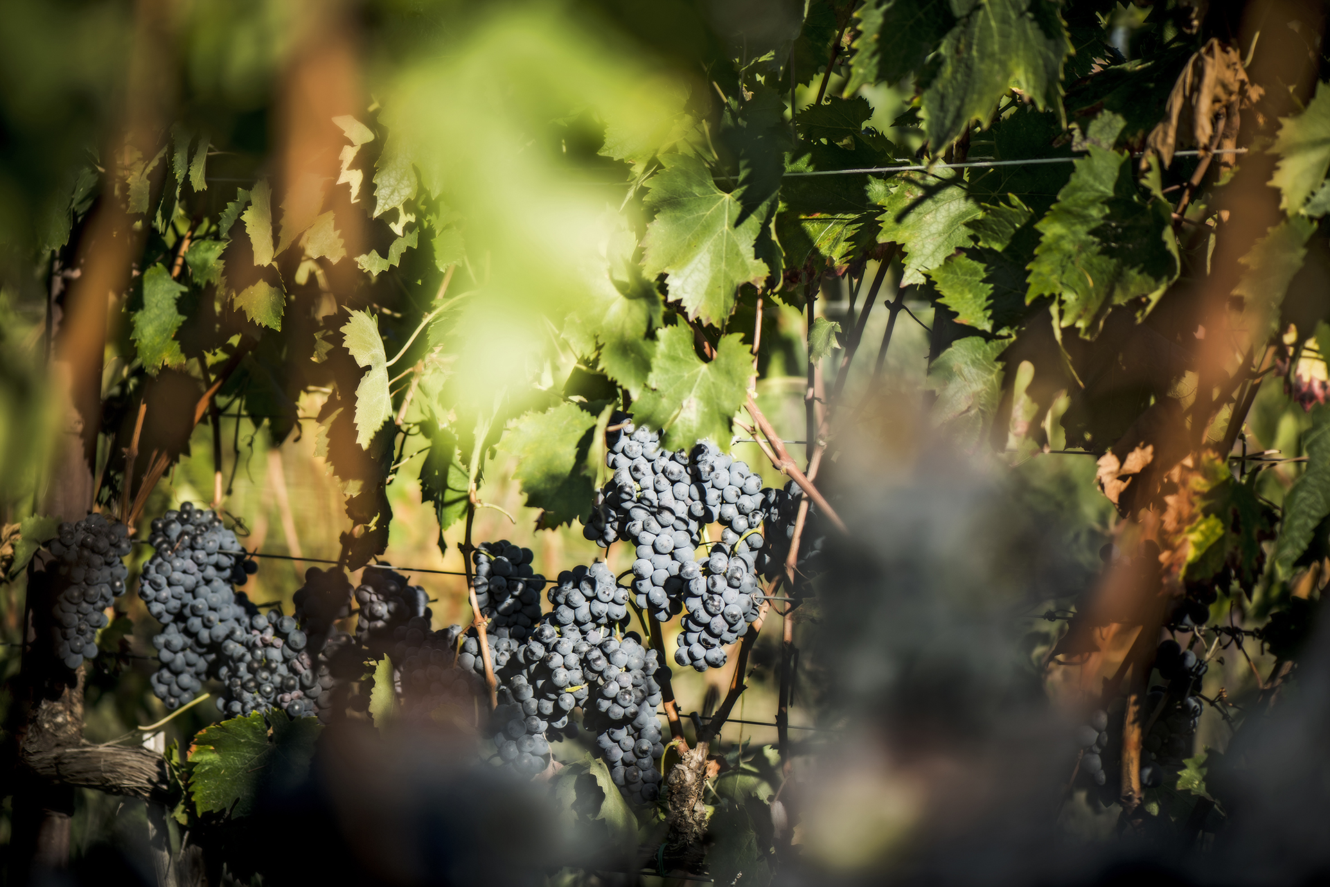 Chianti Classico D.O.C.G. Riserva Il Grigio Gran Selezione San Felice