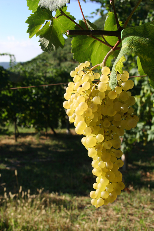 Asolo Prosecco Superiore D.O.C.G. Extra Brut Millesimato Bianchin