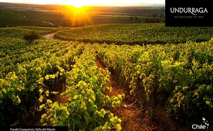 Viña Undurraga T.H. Pinot Noir