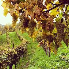 Asolo Prosecco Superiore D.O.C.G. Extra Dry Millesimato Bianchin